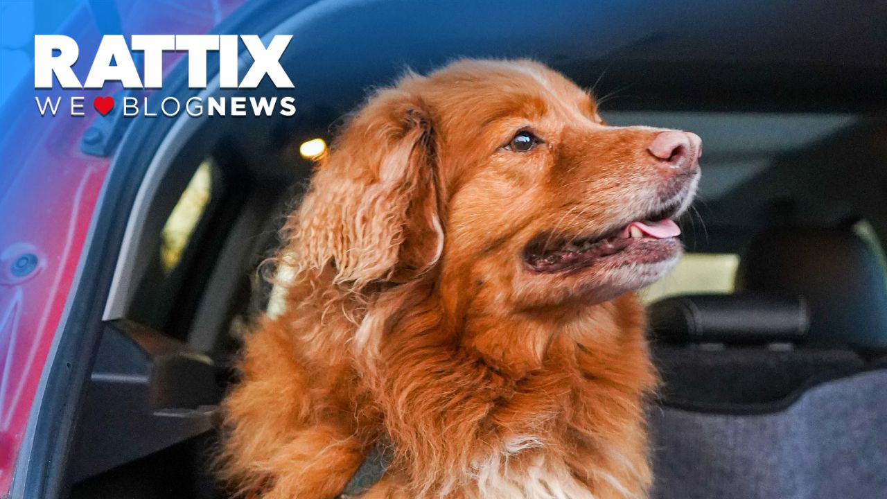 Cómo deben viajar los perros en el coche con la nueva ley de bienestar  animal?
